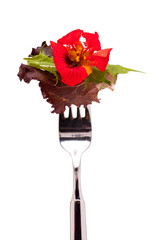 Salat mit roter Blüte einer Kapuzinerkresse