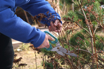 Pruning bushes  with secateurs - obrazy, fototapety, plakaty
