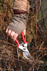 Pruning bushes  with secateurs - obrazy, fototapety, plakaty