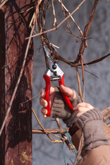 Wine grape pruning  with secateurs - obrazy, fototapety, plakaty