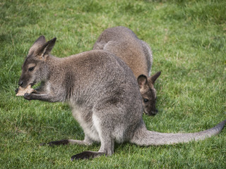 Kaengurus-Knaeckebrot