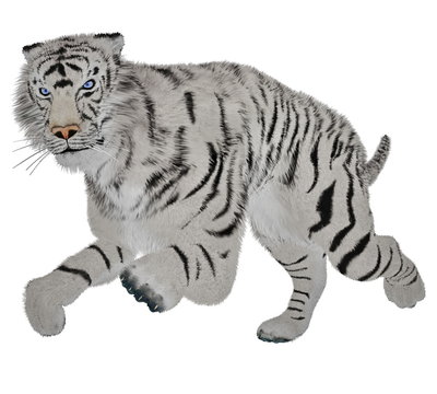 White tiger running