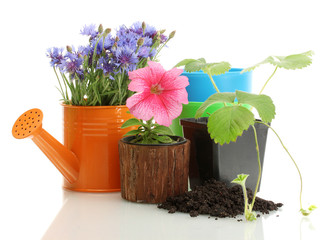 watering can and plants in flowerpot isolated on white