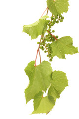 wild green grapes with leaves isolated on white