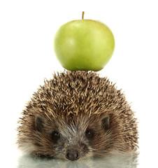 Hedgehog with apple, isolated on white