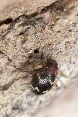 Ptinus rufipes on wood, extreme close-up with high magnification