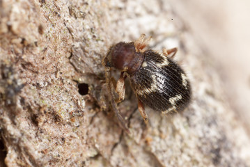 Ptinus rufipes on wood, extreme close-up with high magnification