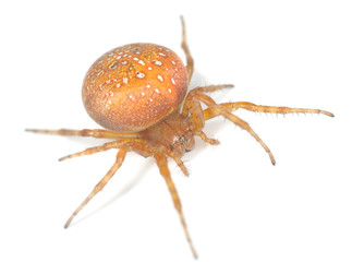 Four-spot orb-weaver (Araneus quadratus) isolated on white