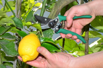 poda de limonero