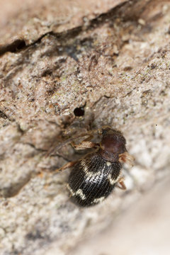 Ptinus rufipes on wood, extreme close-up with high magnification