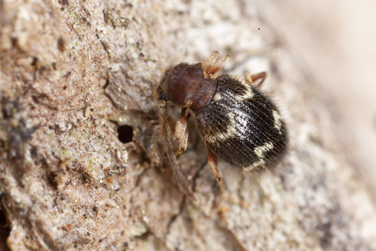 Ptinus rufipes on wood, extreme close-up with high magnification