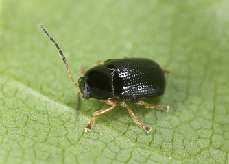 Fototapeta premium Cryptocephalus labiatus on leaf, extreme close-up