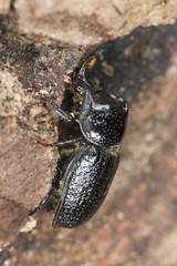 Male Rhinoceros Beetle (Sinodendron cylindricum)