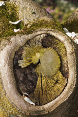 old cut of a tree branch