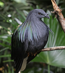 Nicobar Pigeon  (Caloenas nicobarica)