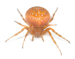 Four-spot orb-weaver (Araneus quadratus) isolated on white