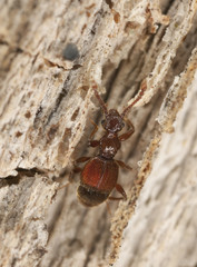 Batrisodes beetle, Staphylinidae on wood, extreme close-up