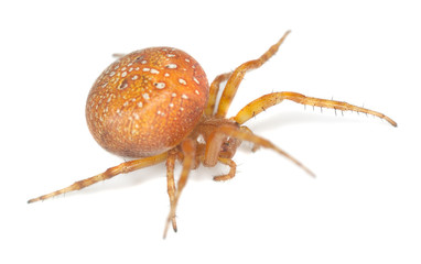 Four-spot orb-weaver (Araneus quadratus) isolated on white