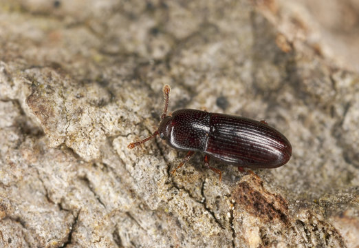 Minute bark beetle (cerylon fagi) on wood, extreme close-up