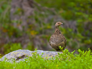 Partridge