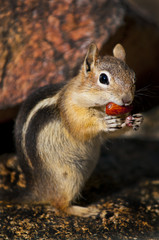 Chipmunk