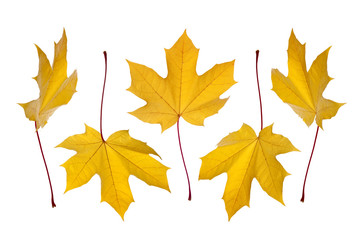 collection of colorful autumn maple leafs