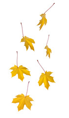 collection of colorful autumn maple leafs falling