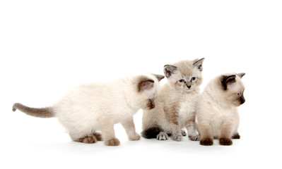 three cute kittens on white