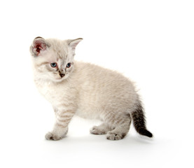 Cute kitten playing on white