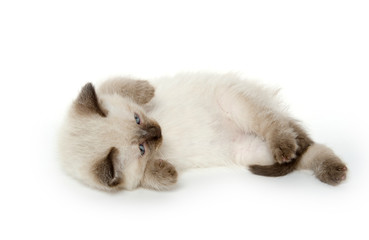 Obraz premium Cute kitten laying down