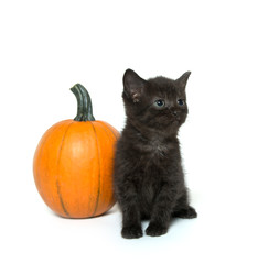 Cute black kitten and pumpkin