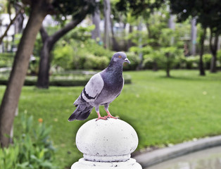 One pigeon in city park