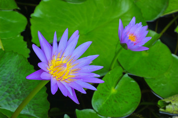 Violet lotus