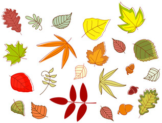 Obraz premium Autumnal colorful leaves