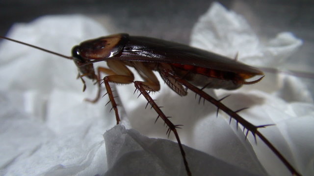 cockroach in the kitchen