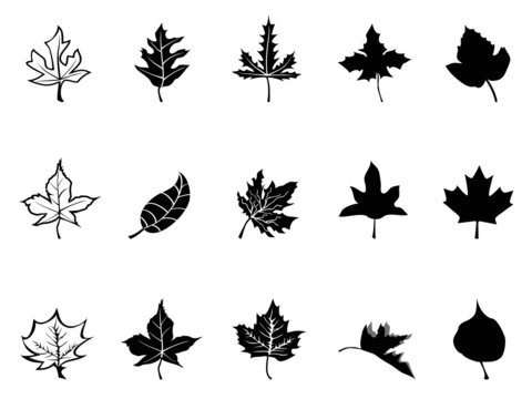 Black Maple leaves silhouette