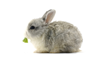 Lovely bunny eating vegetable leaf