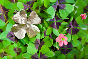 Glücksklee | Glück | Glückwunsch