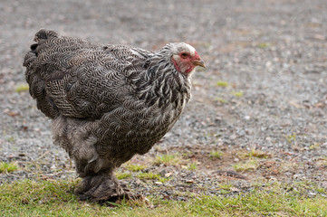 Brahma hen