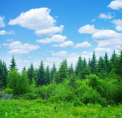 Forest and sky
