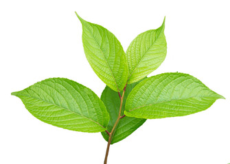 Obraz premium Tree leaf