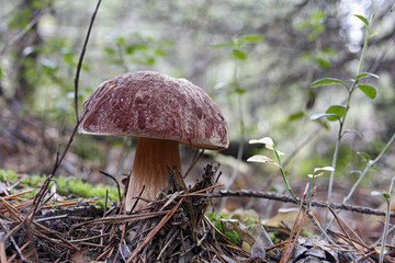 cep in autumn