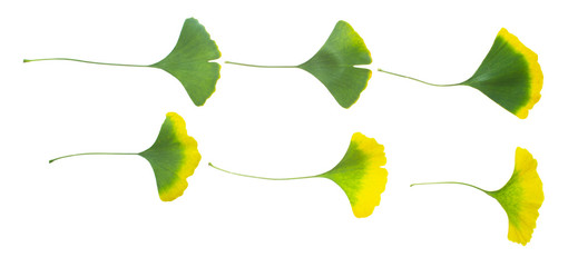 ginkgo leaves