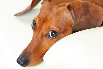 dachshund dog on sofa
