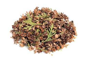 Thuja Cones, Seeds and Leaves Isolated on White Background