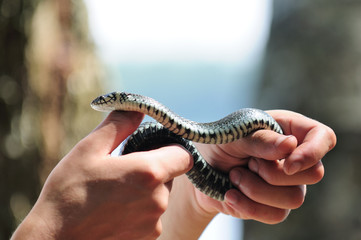Fototapeta premium Hands Holding Common Water Snake (Natrix)