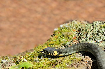 Water Snake (Natrix) Sticking Its Tongue Out
