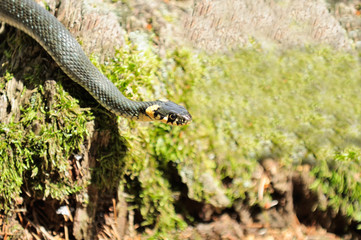 Water Snake (Natrix) Crawling on Mossy Wood Log