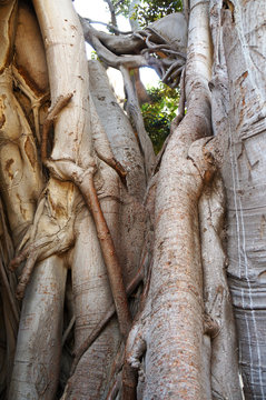 Ficus Macrophylla in the Villa Garibaldi of Palermo in Sicily