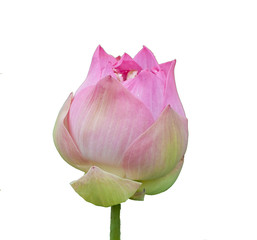 beautiful lotus On a white background